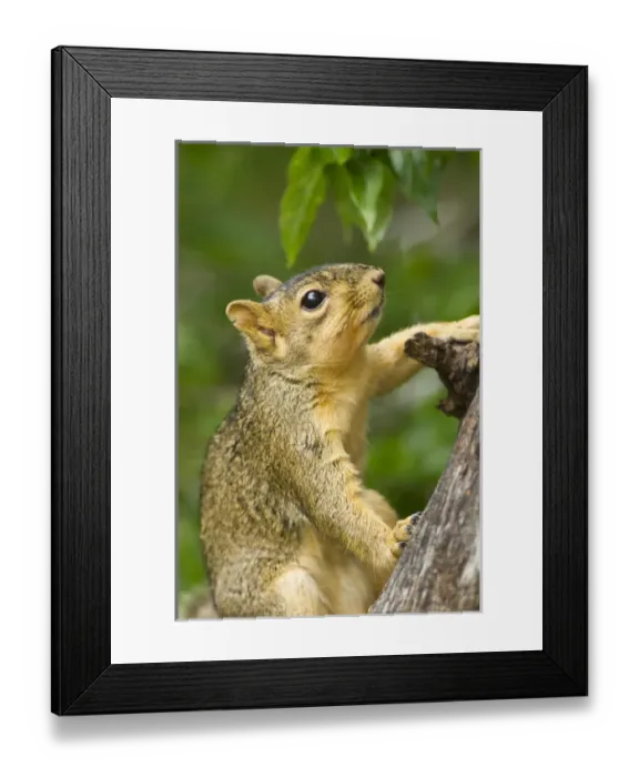 Framed Print : Eastern Fox Squirrel (Sciurus niger) on tree trunk Framed Print : Eastern Fox Squirrel (Sciurus niger) on tree trunk