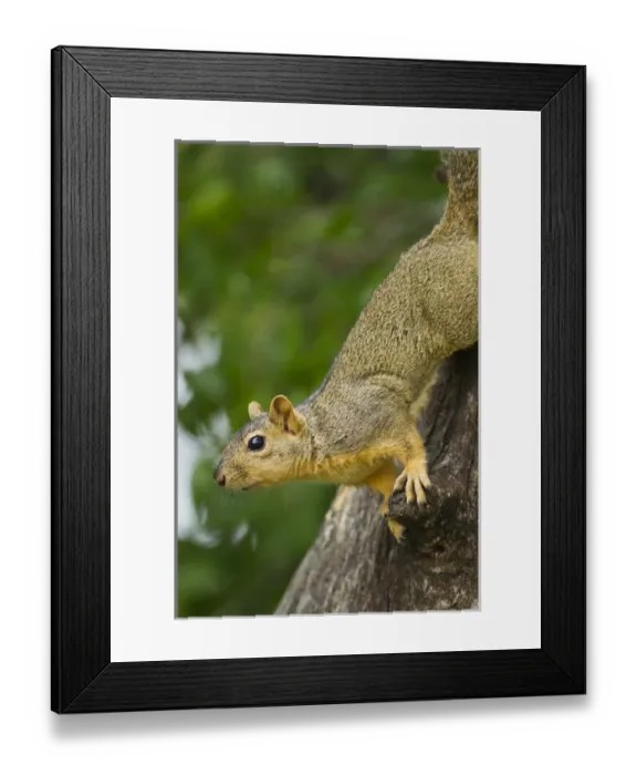 Framed Print : Eastern Fox Squirrel (Sciurus niger) on tree trunk