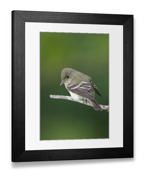 Framed Print : Epidonax species of flycatcher at South Padre Island, Texas during spring migration Framed Print : Epidonax species of flycatcher at South Padre Island, Texas during spring migration