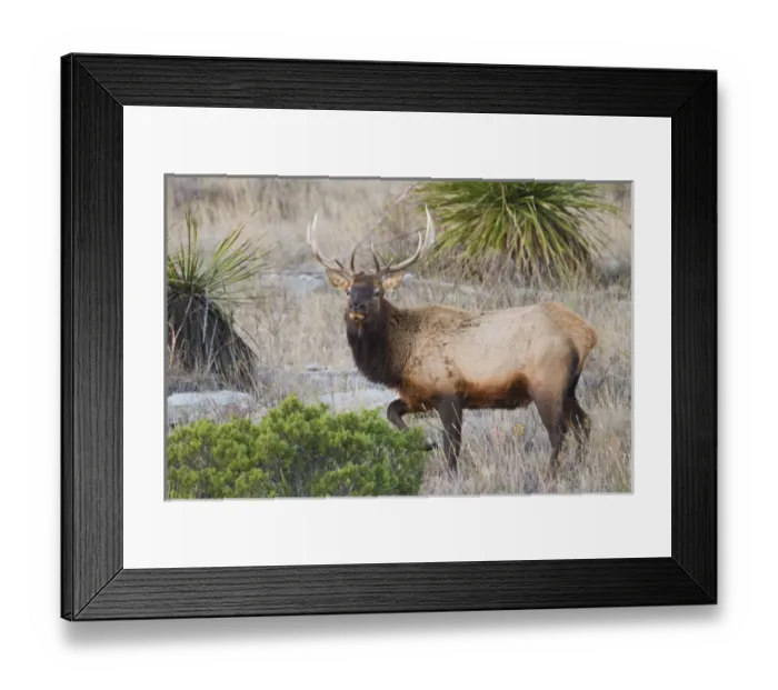 Framed Print : Elk (Cervus elaphus) near Sanderson, Texas, in chihuahuan desert mountains