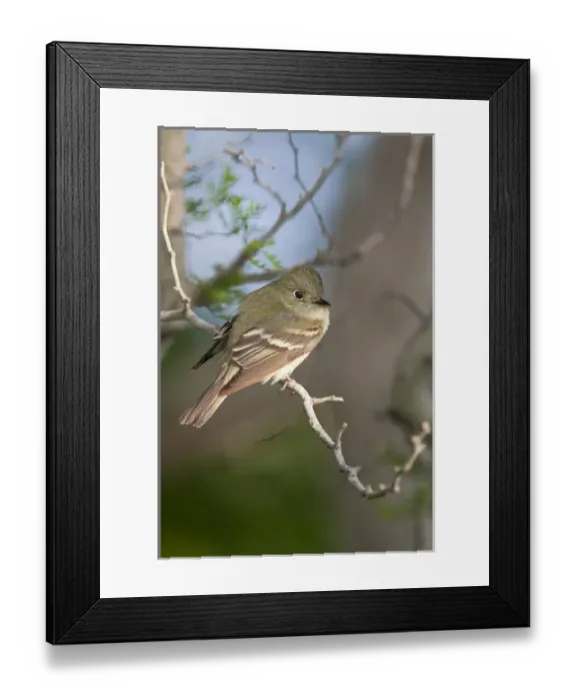 Framed Print : Epidonax species of flycatcher at South Padre Island, Texas during spring migration Framed Print : Epidonax species of flycatcher at South Padre Island, Texas during spring migration