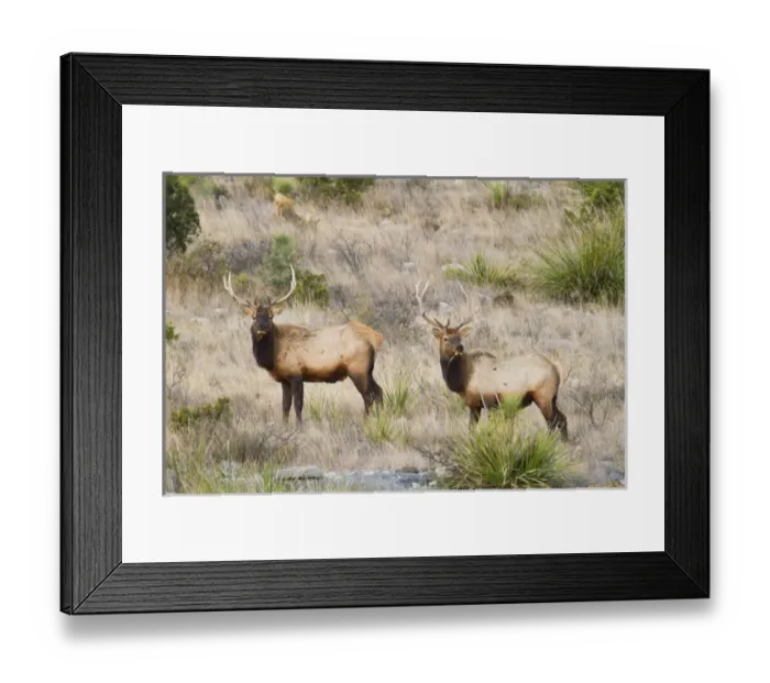 Framed Print : Elk (Cervus elaphus) near Sanderson, Texas, in chihuahuan desert mountains Framed Print : Elk (Cervus elaphus) near Sanderson, Texas, in chihuahuan desert mountains