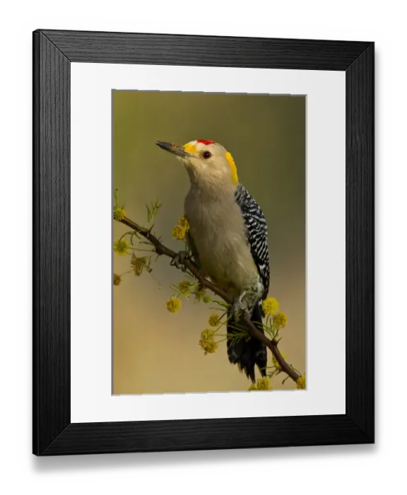 Framed Print : Golden-fronted Woodpecker (Melanerpes aurifrons) male perched in native habitat, s. Texas Framed Print : Golden-fronted Woodpecker (Melanerpes aurifrons) male perched in native habitat, s. Texas