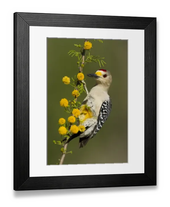 Framed Print : Golden-fronted Woodpecker (Melanerpes aurifrons) male perched in native habitat, s. Texas Framed Print : Golden-fronted Woodpecker (Melanerpes aurifrons) male perched in native habitat, s. Texas
