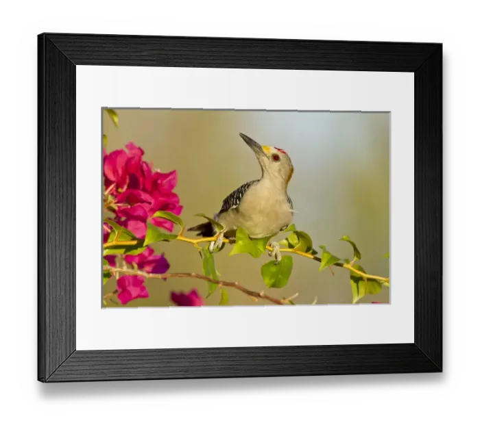 Framed Print : Golden-fronted Woodpecker (Melanerpes aurifrons) male perched in native habitat, s. Texas