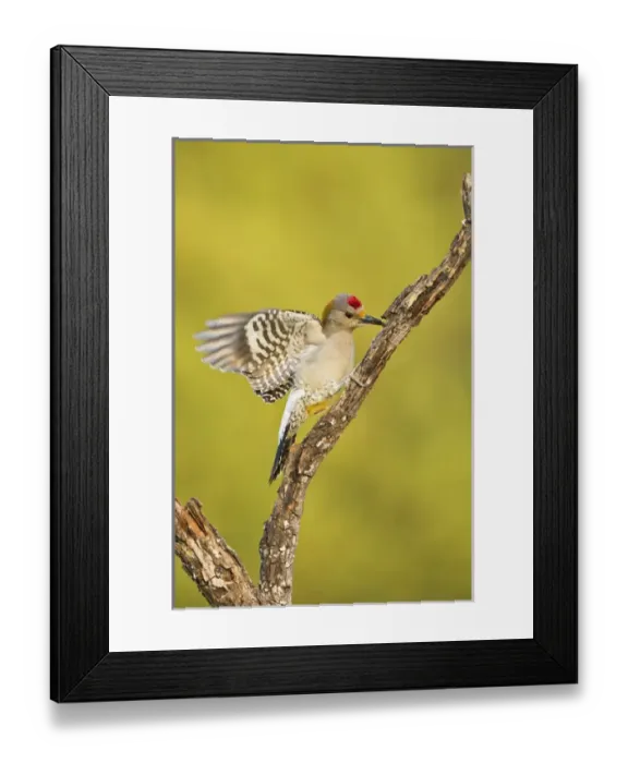 Framed Print : Golden-fronted Woodpecker (Melanerpes aurifrons) male perched in native habitat, s. Texas Framed Print : Golden-fronted Woodpecker (Melanerpes aurifrons) male perched in native habitat, s. Texas