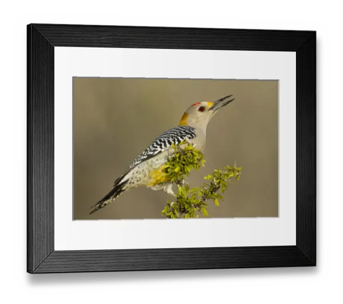 Framed Print : Golden-fronted Woodpecker (Melanerpes aurifrons) male perched in native habitat, s. Texas Framed Print : Golden-fronted Woodpecker (Melanerpes aurifrons) male perched in native habitat, s. Texas