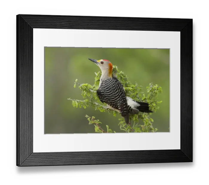 Framed Print : Golden-fronted Woodpecker (Melanerpes aurifrons) male perched in native habitat, s. Texas