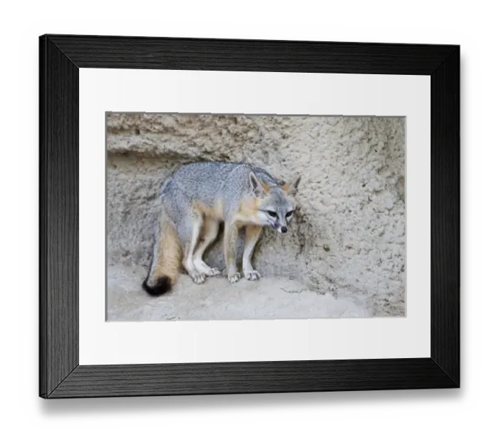 Framed Print : Gray Fox (Urocyon cinereoargenteus) resting again stone ledge, Texas