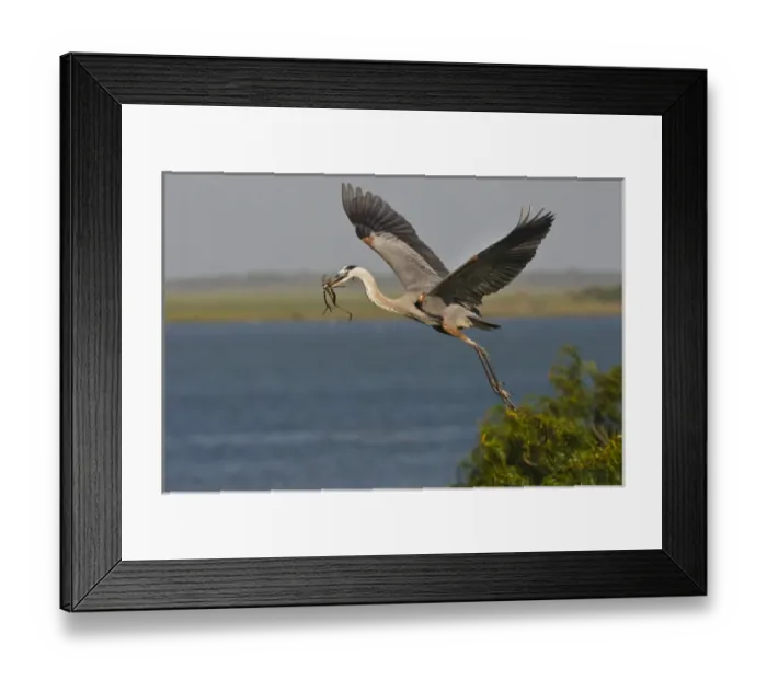 Framed Print : Great Blue Heron (Ardea herodias) flying with nest material, Texas coast