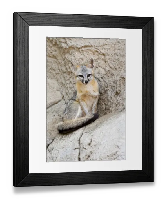 Framed Print : Gray Fox (Urocyon cinereoargenteus) resting again stone ledge, Texas