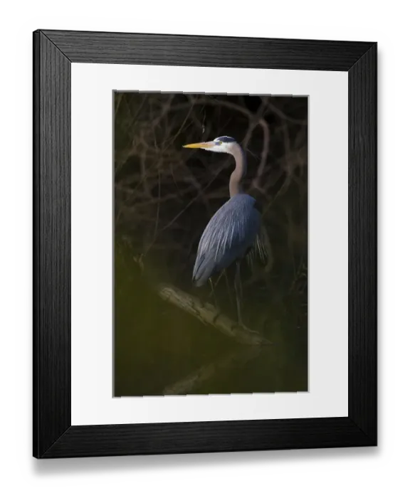 Framed Print : Great Blue Heron (Ardea herodias) roosting is willow trees, Texas coast Framed Print : Great Blue Heron (Ardea herodias) roosting is willow trees, Texas coast