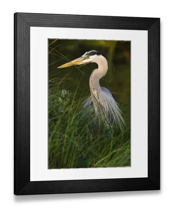 Framed Print : Great Blue Heron (Ardea herodias) stalking prey in wetland habitat, Texas coast Framed Print : Great Blue Heron (Ardea herodias) stalking prey in wetland habitat, Texas coast