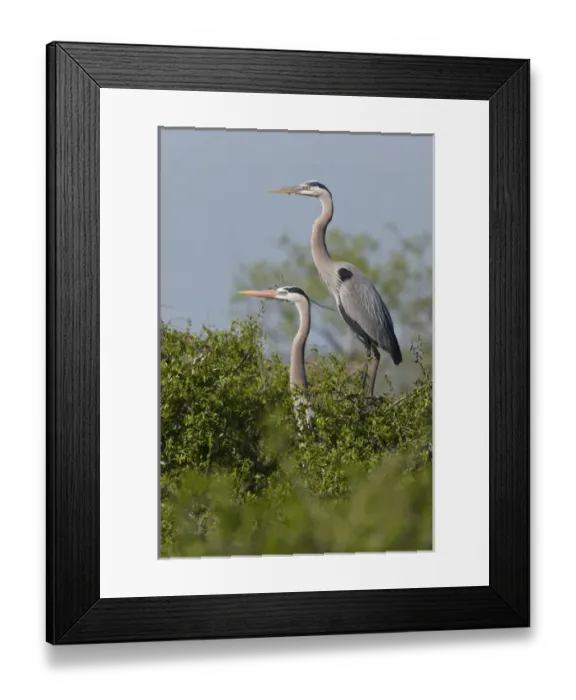 Framed Print : Great Blue Heron (Ardea herodias) pair in habitat, Texas coast Framed Print : Great Blue Heron (Ardea herodias) pair in habitat, Texas coast