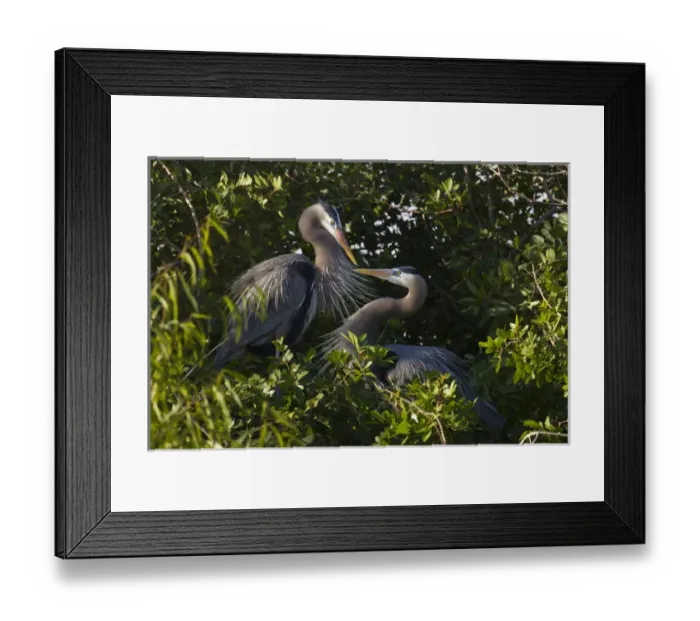 Framed Print : Great Blue Heron (Ardea herodias) pair in habitat, Texas coast Framed Print : Great Blue Heron (Ardea herodias) pair in habitat, Texas coast