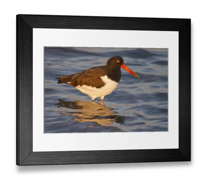 Framed Print : American Oystercatcher (Haematopus palliatus) adult feeding Framed Print : American Oystercatcher (Haematopus palliatus) adult feeding