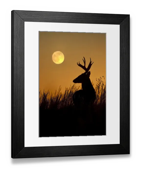 Framed Print : White-tailed Deer (Odocoileus virginianus) male in grassland at moonrise Framed Print : White-tailed Deer (Odocoileus virginianus) male in grassland at moonrise
