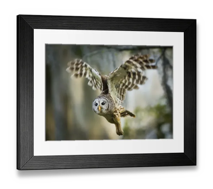 Framed Print : Barred Owl (Strix varia) adult in flight Framed Print : Barred Owl (Strix varia) adult in flight