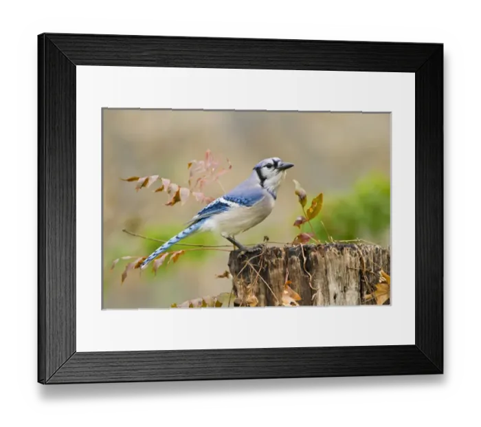 Framed Print : Blue Jay (Cyanocitta cristata) adult perched on log Framed Print : Blue Jay (Cyanocitta cristata) adult perched on log