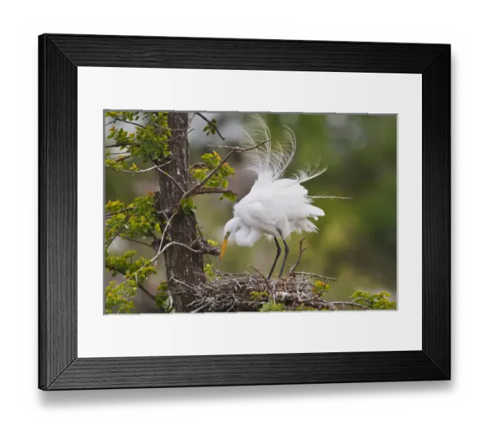 Framed Print : Great Egret (Ardea alba) adult at nest Framed Print : Great Egret (Ardea alba) adult at nest
