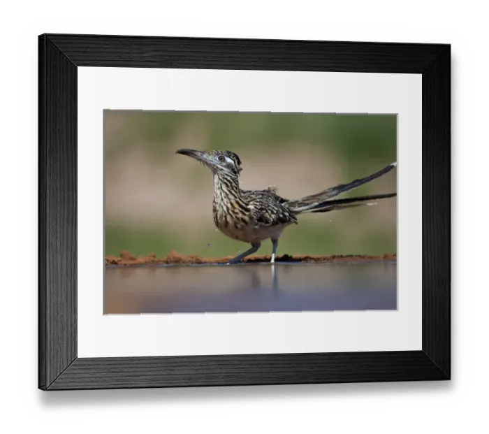 Framed Print : Greater Roadrunner (Geococcyx californianus) by pond in south Texas