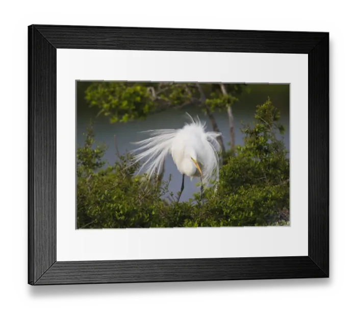 Framed Print : Great Egret (Ardea alba) adult at nest Framed Print : Great Egret (Ardea alba) adult at nest