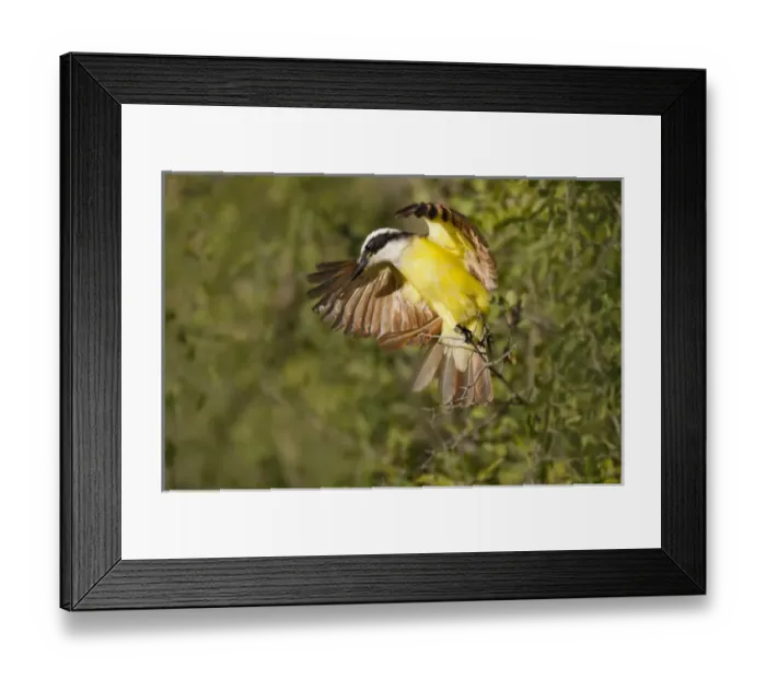 Framed Print : Great Kiskadee (Pitangus sulphuratus) landing