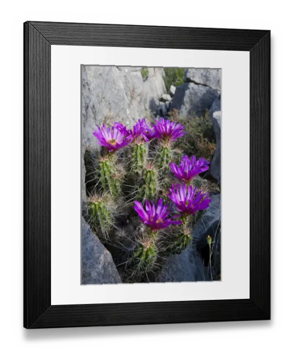 Framed Print : Strawberry Cactus (Echinocereus enneacanthus) or Pitaya blooming in rocky ledge