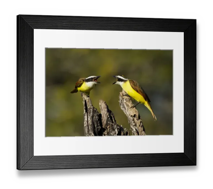 Framed Print : Great Kiskadee (Pitangus sulphuratus) scolding Framed Print : Great Kiskadee (Pitangus sulphuratus) scolding
