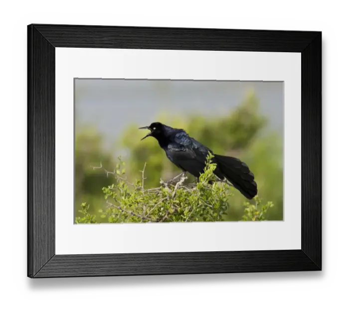 Framed Print : Great-tailed Grackle (Quiscalus mexicanus) adult male calling Framed Print : Great-tailed Grackle (Quiscalus mexicanus) adult male calling