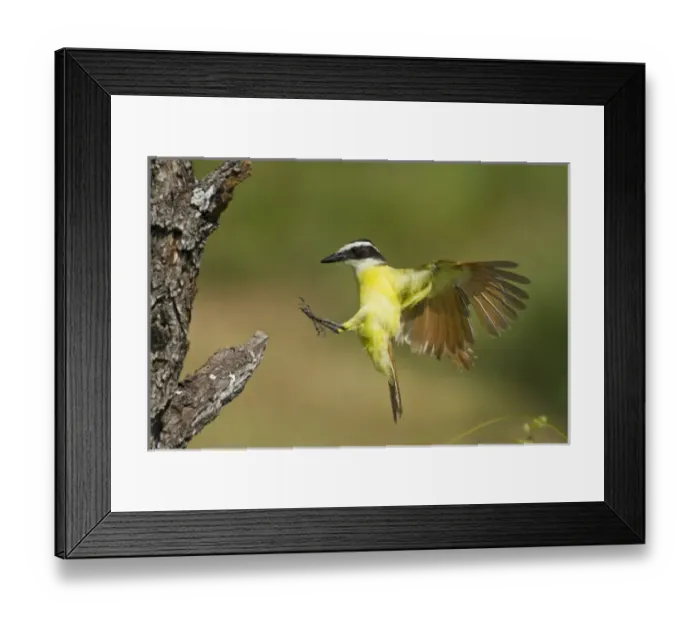 Framed Print : Great Kiskadee (Pitangus sulphuratus) landing Framed Print : Great Kiskadee (Pitangus sulphuratus) landing