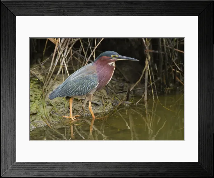 Framed Print : Green Heron (Butorides virescens) adult in marsh Framed Print : Green Heron (Butorides virescens) adult in marsh