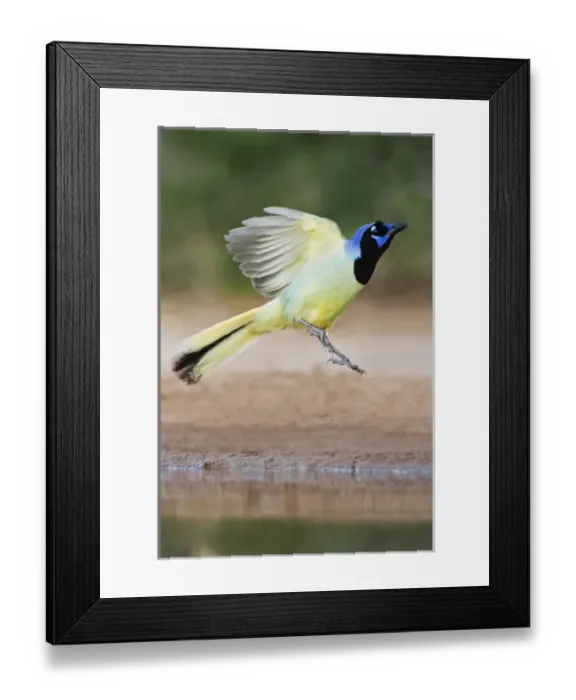 Framed Print : Green Jay (Cyanocorax yncas) landing at pond, Texas Framed Print : Green Jay (Cyanocorax yncas) landing at pond, Texas