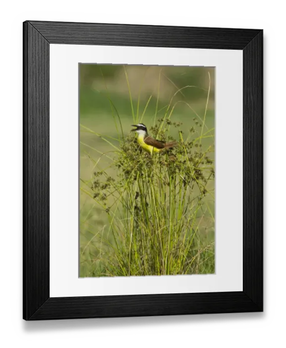 Framed Print : Great Kiskadee (Pitangus sulphuratus) calling from perch in rushes