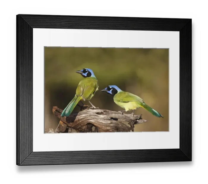 Framed Print : Green Jays (Cyanocoras yncas) landing on log, s. Texas