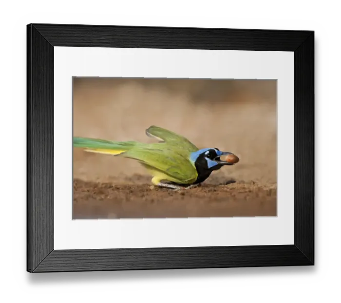 Framed Print : Green Jay (Cyanocorax yncas) feeding on acorn, s. Texas Framed Print : Green Jay (Cyanocorax yncas) feeding on acorn, s. Texas