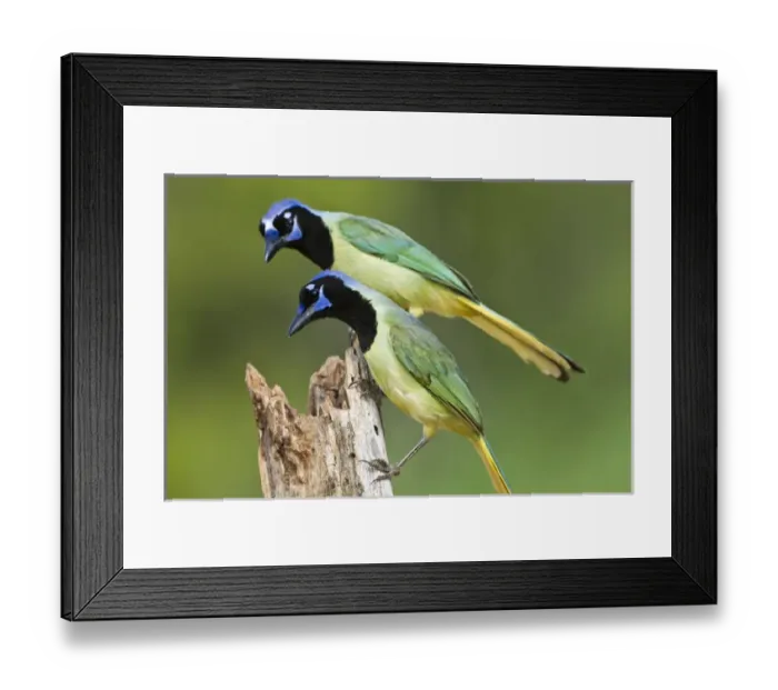 Framed Print : Green Jays (Cyanocoras yncas) landing on log, s. Texas Framed Print : Green Jays (Cyanocoras yncas) landing on log, s. Texas