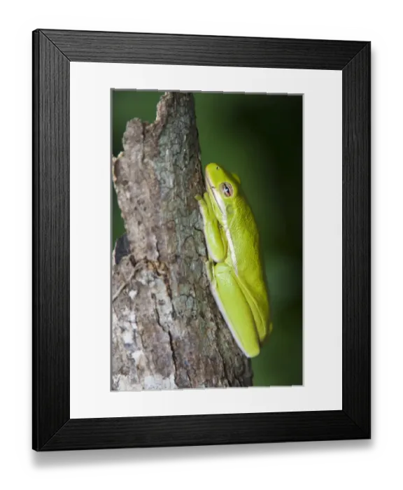 Framed Print : Green Tree Frog (Hyla cinerea) dormant on log in east Texas Framed Print : Green Tree Frog (Hyla cinerea) dormant on log in east Texas