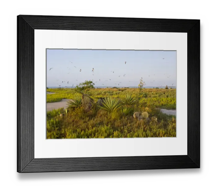 Framed Print : Laughing Gulls (Larus atricilla) hovering over Green Island Sanctuary, Texas Framed Print : Laughing Gulls (Larus atricilla) hovering over Green Island Sanctuary, Texas
