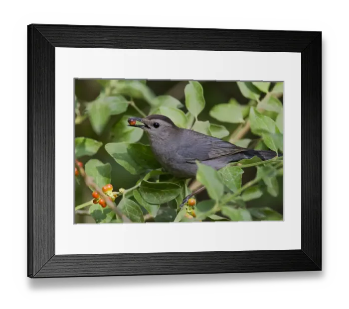 Framed Print : Gray Catbird (Dumetella carolinensis) feeding Framed Print : Gray Catbird (Dumetella carolinensis) feeding
