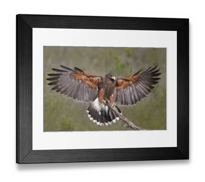 Framed Print : Harriss Hawk (Parabuteo unicinctus) adult landing on perch in south Texas