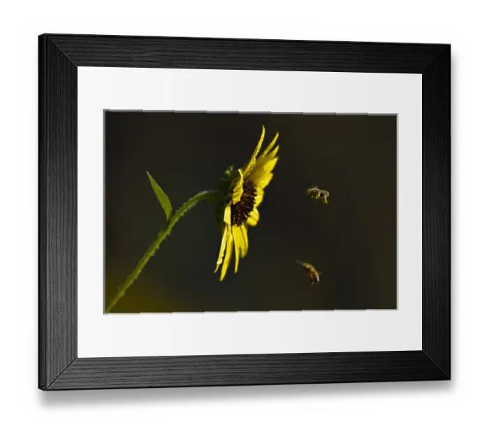 Framed Print : Bees landing on Sunflower, north Texas