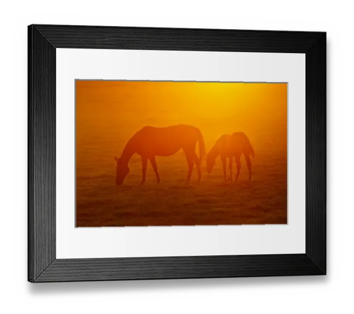 Framed Print : bay-colored riding horses on ranch near Gonzales, Texas
