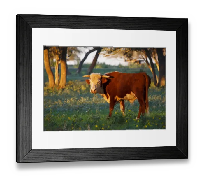 Framed Print : Herford bull retired to pasture near Gonzales, Texas Framed Print : Herford bull retired to pasture near Gonzales, Texas