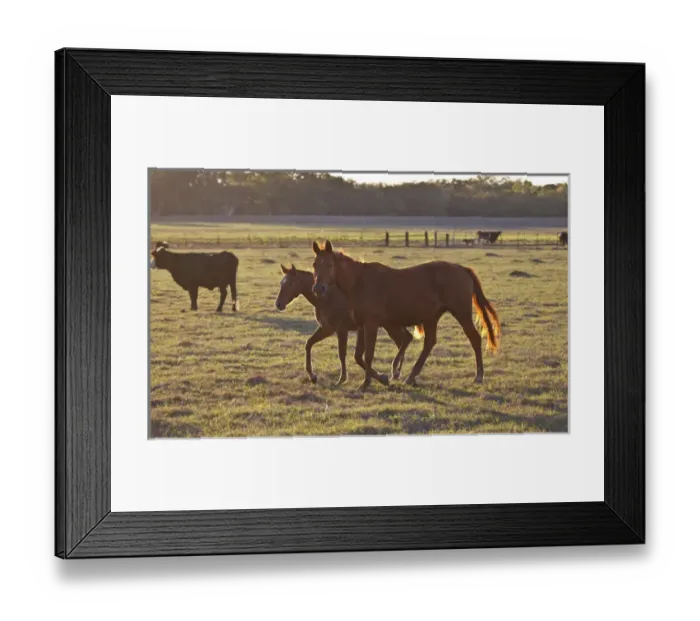 Framed Print : bay-colored riding horses on ranch near Gonzales, Texas