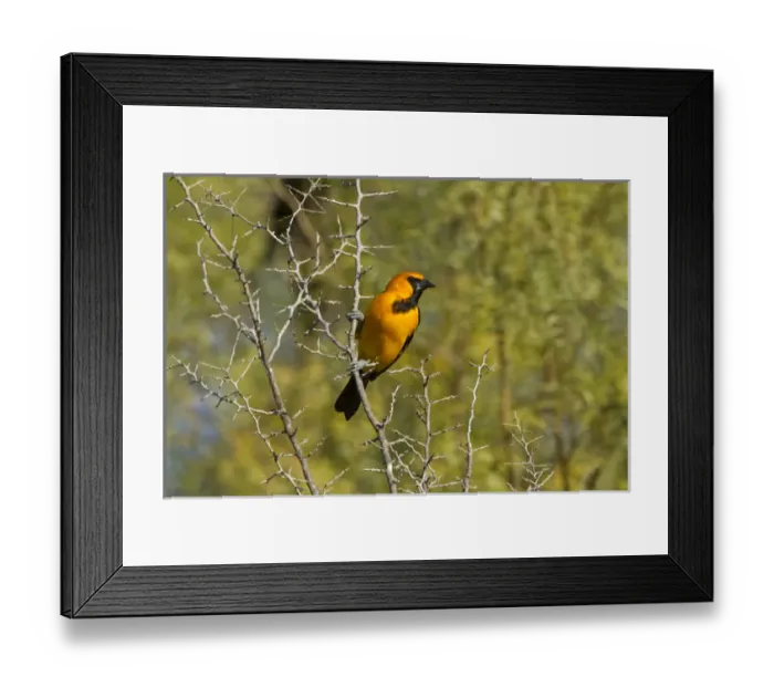 Framed Print : Hooded Oriole (Icterus cuculatus) male in lotebush, Rio Grande, south Texas Framed Print : Hooded Oriole (Icterus cuculatus) male in lotebush, Rio Grande, south Texas