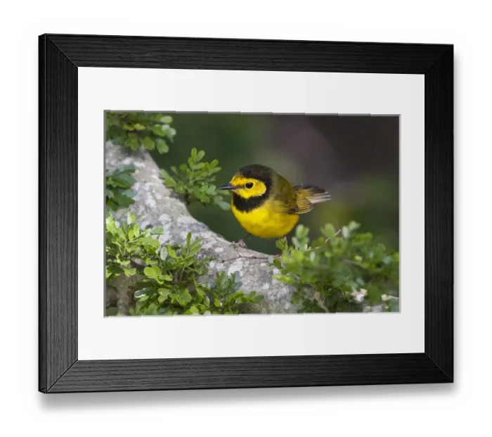 Framed Print : Hooded Warbler (Wilsonia citrina) perched in blackbrush shrub, s. Texas Framed Print : Hooded Warbler (Wilsonia citrina) perched in blackbrush shrub, s. Texas