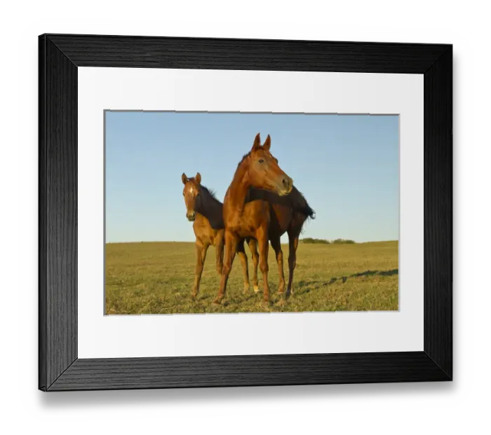 Framed Print : bay-colored riding horses on ranch near Gonzales, Texas Framed Print : bay-colored riding horses on ranch near Gonzales, Texas