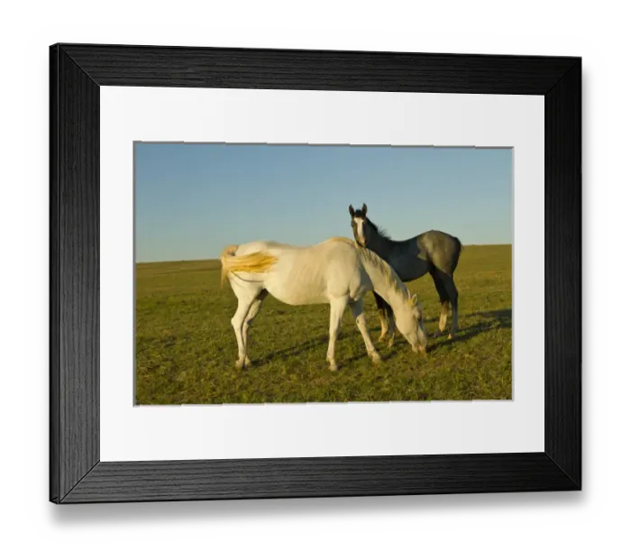 Framed Print : riding horses on ranch near Gonzales, Texas Framed Print : riding horses on ranch near Gonzales, Texas