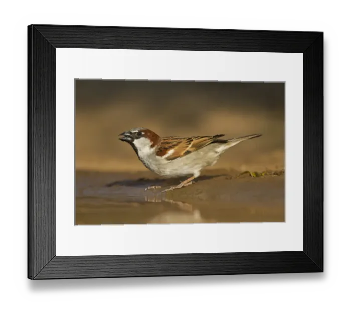 Framed Print : House Sparrow (Passer domesticus) male drinking at pond Framed Print : House Sparrow (Passer domesticus) male drinking at pond